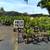 FRUIT TREES FROM $15 7 thumbnail