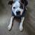 Boxer mix 1 thumbnail