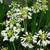 Galaxy White Agapanthus Plants 3 thumbnail