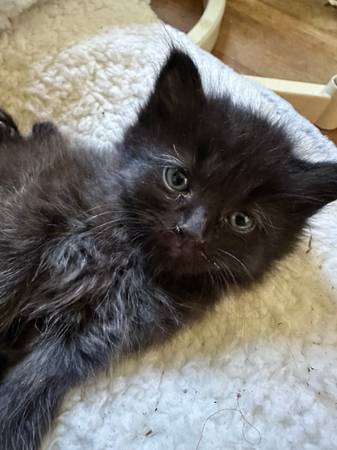 Kittens ready to go!63808881949955122