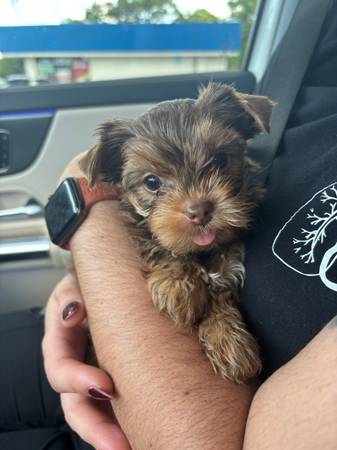 Teacup chocolate yorkies (Deltona)63846014342147120