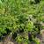 Quince trees 1 thumbnail