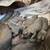 Cane Corso puppies 4 thumbnail