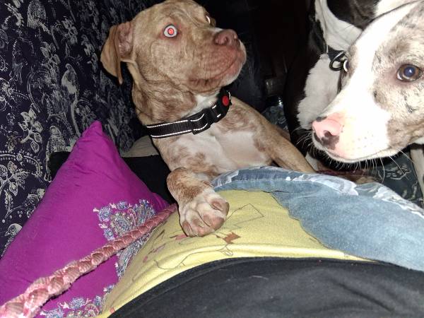 Rehoming 8 month old female pit husky mix63670824401921120