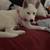 puppy 3 thumbnail