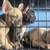 French Bulldog pups 13 thumbnail