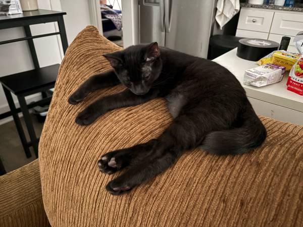 Free kittens (Kill Devil Hills)63934210178818123