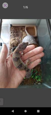 Geckos leopardo (Desert Hot Springs)63439096351619123