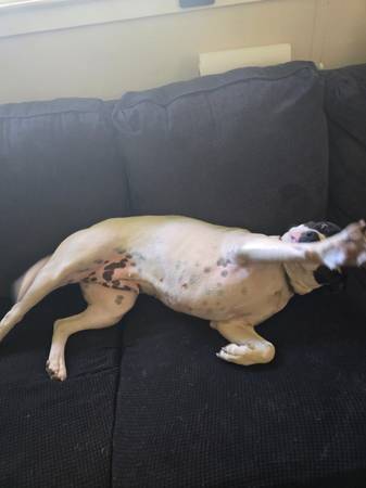 Rehoming Pitbull mix63848875215235122