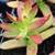 1 gallon succulent (Crassula rubricaulis) for $4 1 thumbnail