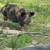 KuneKune and American Guinea Hogs, prices vary-$200 17 thumbnail