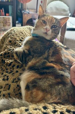 Please help! Mina is missing *REWARD* (Richmond Beach, Shoreline)64032524689282123