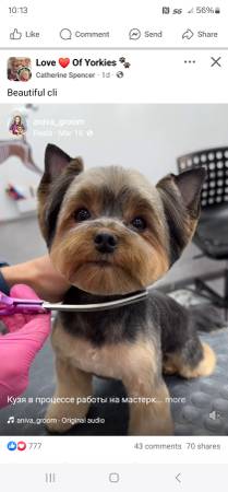 Rehoming Yorkie (Gadsden)63690969872387121