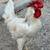 Chickens roosters 2 thumbnail