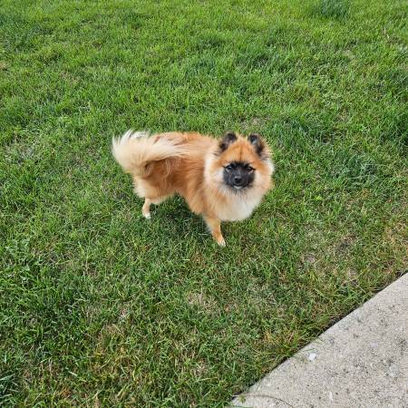 looking for new home new owner 1