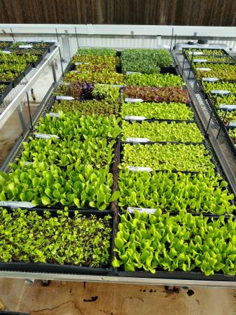 Plant Tables with Riser Sprayers 1