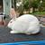 White New Zealand Meat Rabbit Rabbits 1 thumbnail