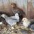 Mixed breed chicks and a male goat 7 thumbnail