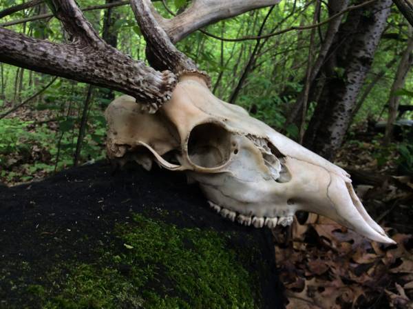 ISO 2025 Hunt Lease for WI Archery Season (Polk/St. Croix County WI) 1