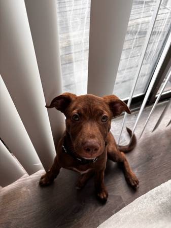 Cachorro marrón/blanco con manchas (Tacoma)63688898994817121