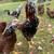 Spangled russian orloff roosters 1 thumbnail