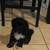 Shih Tzu Puppies 1 thumbnail