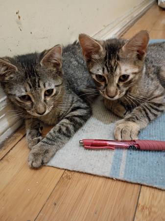 Gatitos 3 bebés para reubicar (Lower East Side)63280405401731121