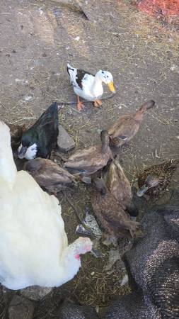 Patitos64840162517122120