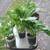 Hostas! Hostas! Hostas! Pot bound/in bloom/ready for planting! 12 thumbnail