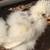 Silkie chicks 3 thumbnail