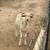 Sheep 3 thumbnail