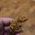 Baby crested gecko 2 thumbnail