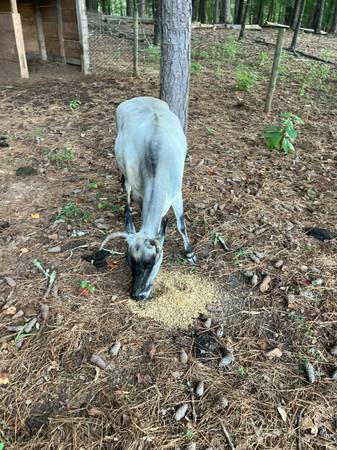 Zebu Heard - $11.000 (Jersey Ga)63470455968001121