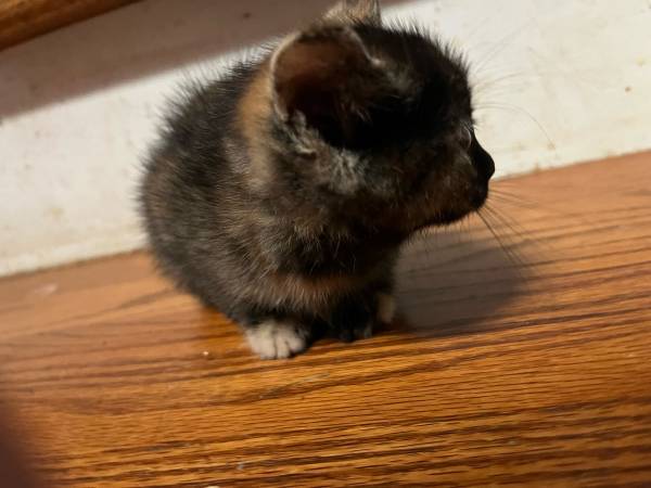 Kittens 6 weeks (Hampshire)63924866014211121
