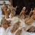 1983 Fontanini Manger Scene Italy Nativity Christmas Holy Family 2 thumbnail