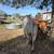 BRAHMAN BULL 10 thumbnail