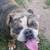 American Bully Female 2 thumbnail