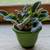African Violet, Live Plants 4 thumbnail