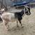 Two Nigerian goat wethers 2 thumbnail