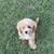 Goldendoodle Puppies 1 thumbnail