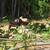 Sheep - Ewe and ram lambs 2 thumbnail