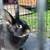 Mini rex rabbit 1 thumbnail
