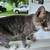 Free inside/outside cats 2 thumbnail