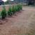Fast Growing Privacy Trees  Thuja Green Giants, American Pillar 3 thumbnail