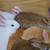 Tamuk Rabbits--9 weeks old 5 thumbnail