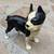 2 Hand-Painted/Vintage Boston Terrier Figurines 🐕🐕 10 thumbnail