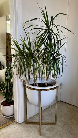 Dracaena Draco with Pot/Stand (125 OBO) 1