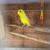 Parrotlet 3 thumbnail