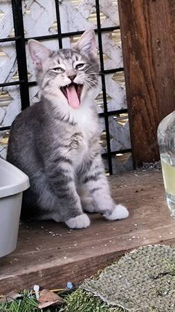 4 GATITOS DULCES (THOUSAND OAKS)63893713894146124