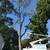 Tree removal   trimming  Tree care  Tree service 15 thumbnail